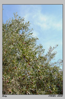 Olivovnk