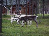 Reindeer farm / Sob farma (nemaj ohrady, sobi se voln potuluj Laponskem)