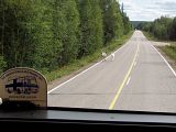 Reindeer on the road / Sobi na silnici - bn kaz