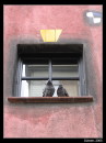 Hunderwasserovo okno a vdet holuby