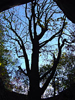 Aksamitov strom